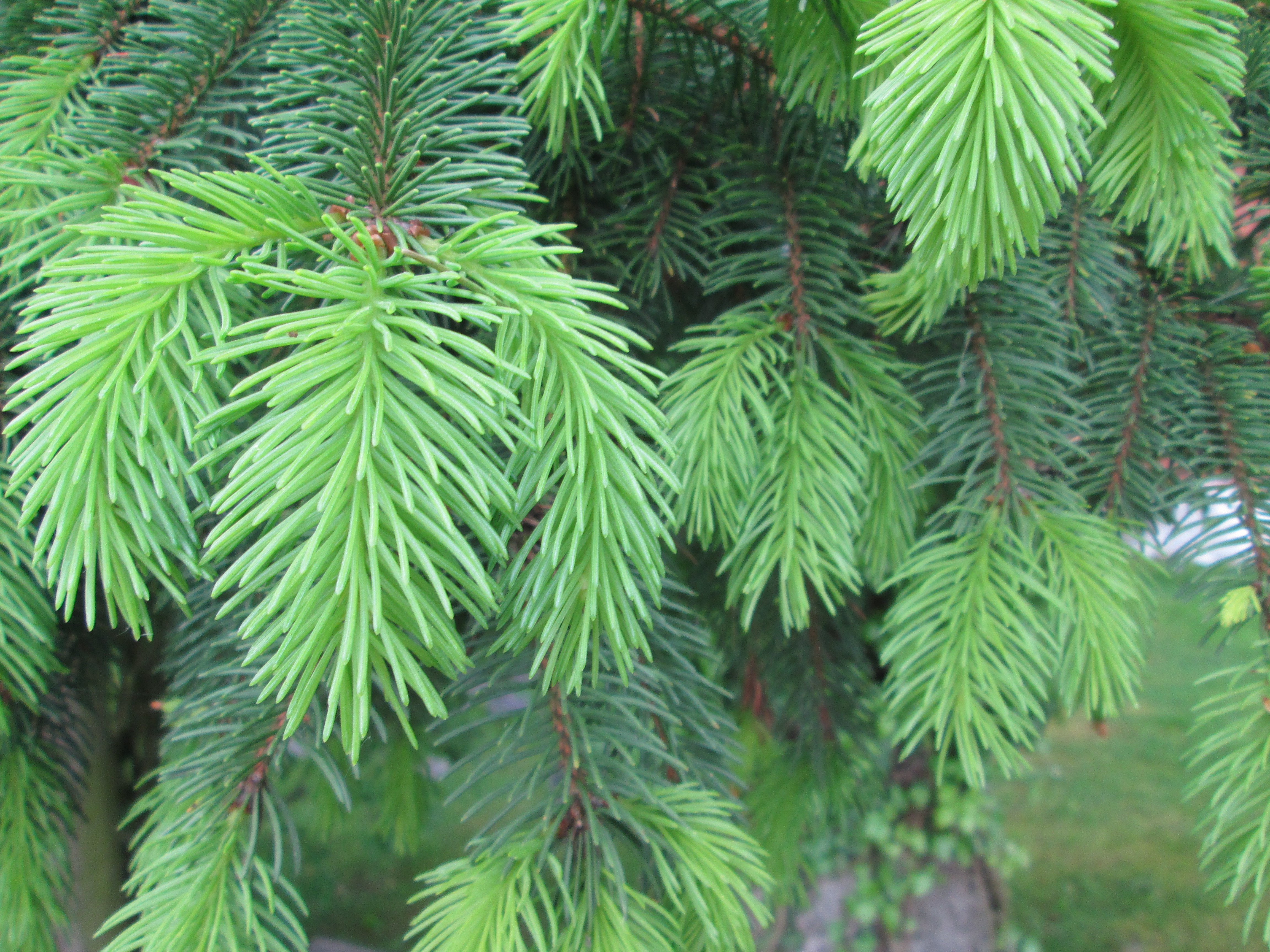 Picea abies Gemeine Fichte (5)