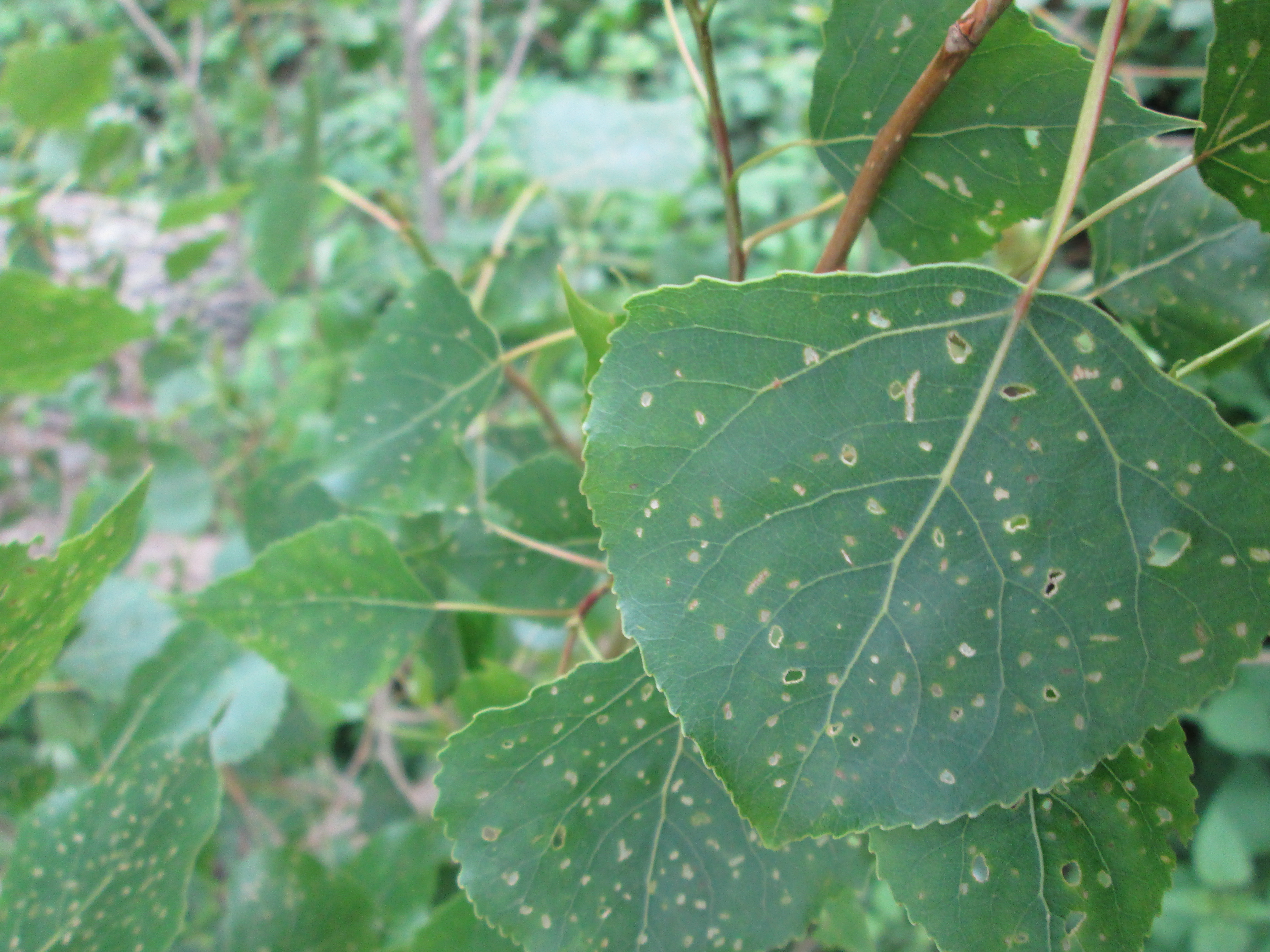 Populus nigra Schwarz-Pappel (2)